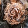 Broche para el pelo o ropa